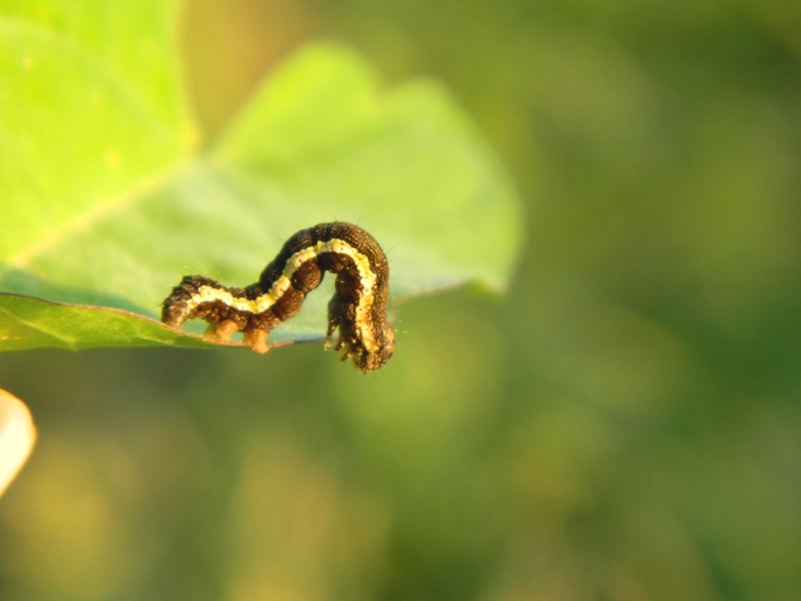 Acontia (Emmelia) trabealis - Ciclo vitale - Viadana (MN)